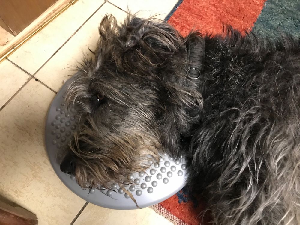 Eine graue Irische Wolfshündin liegt mit dem Kopf auf einem runden Massagekissen