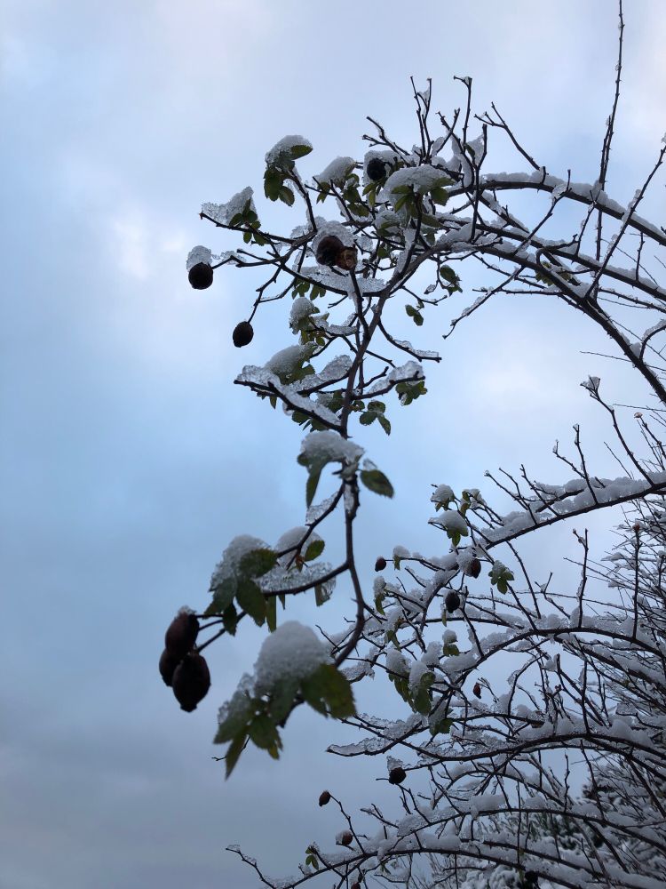 Hagebutten mit Schnee bedeckt vor wolkigemHimmel