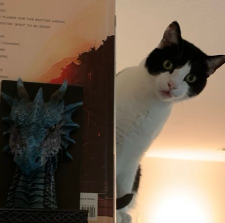 Wide-eyed tuxedo cat atop a bookshelf