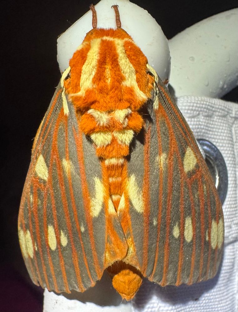 Regal moth. Large orange, yellow, and gray moth with a fuzzy body. 