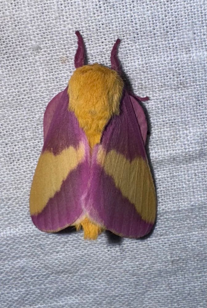 Rosy maple moth. Purple and yellow fuzzy moth