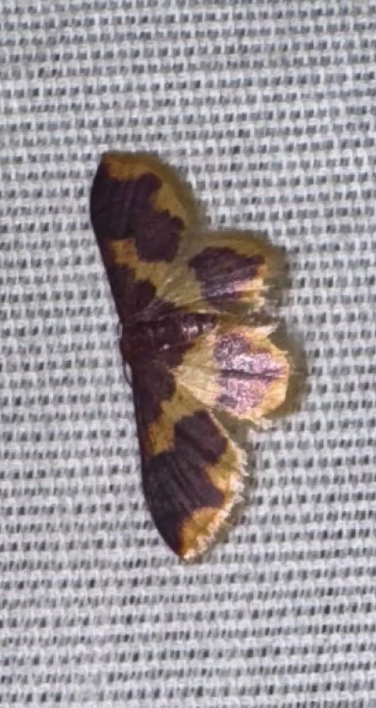 Stained Lophosis Moth. Yellow and purplish small moth