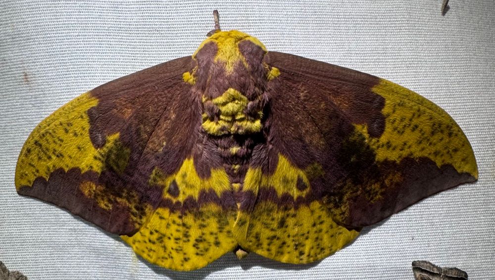 Imperial moth. Yellow and purple/brown moth with mottled color