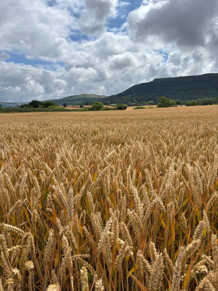Wheat field in front of some green mountains and a cloudy but blue sky