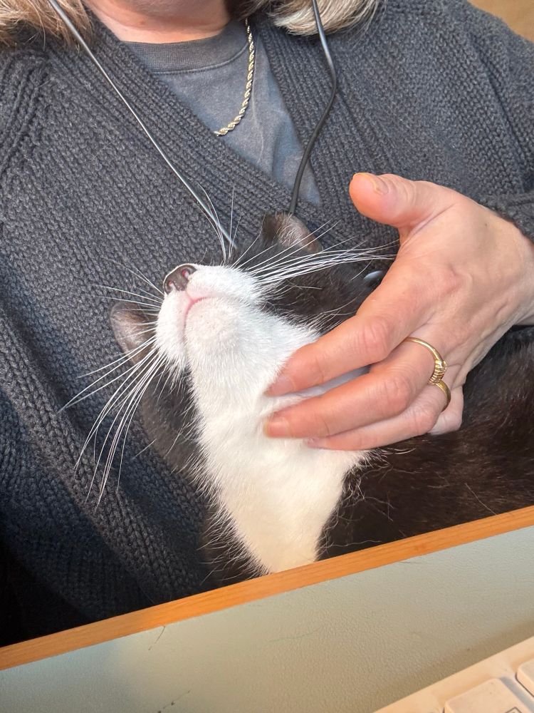 A black and white cat having their chin stroked by a white women wearing a grey cardigan  