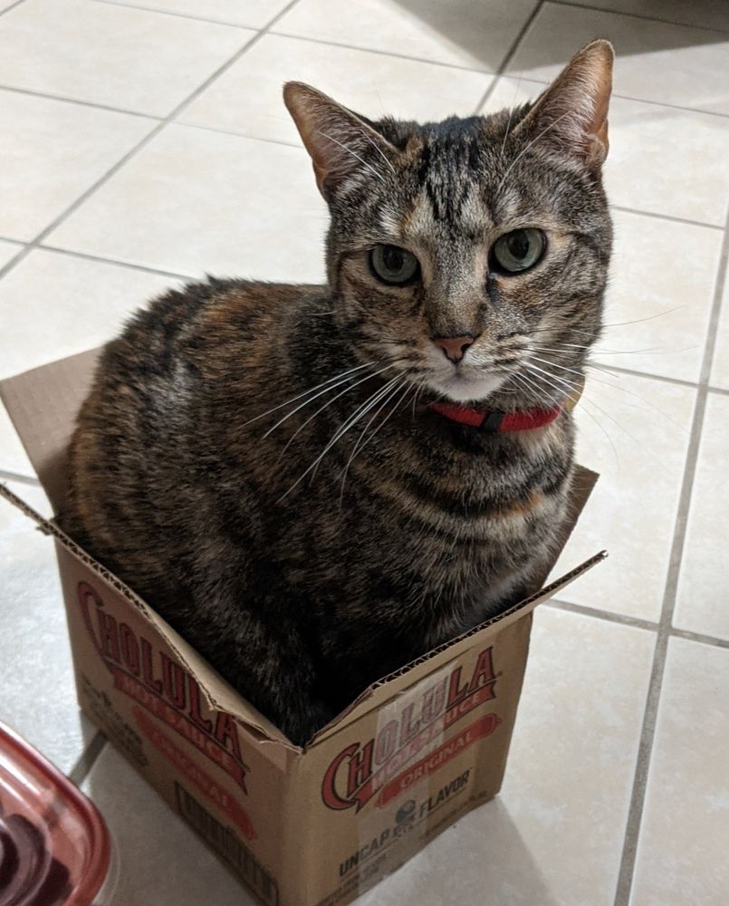 A small stripey cat in a very smol box.