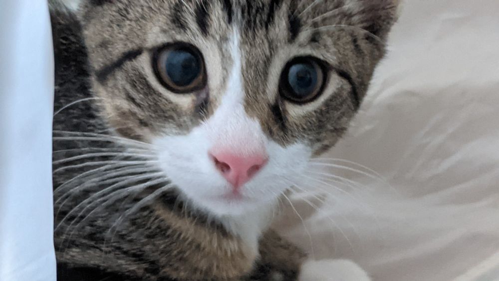 Smol cat posing for portrait