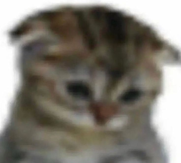 low quality image of a sad cat