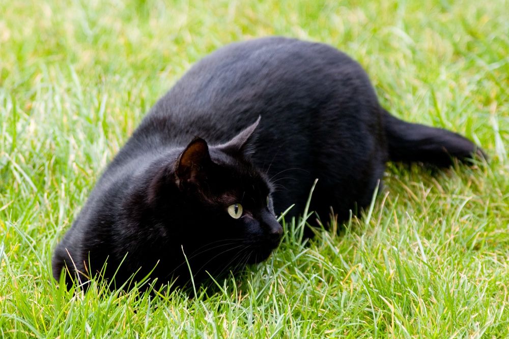 A green eyed black cat lies in the grass, he’s looking to the right, alert and ready to move.  He’s lithe and handsome.  Don’t believe anyone who says black cats are hard to take photos of.