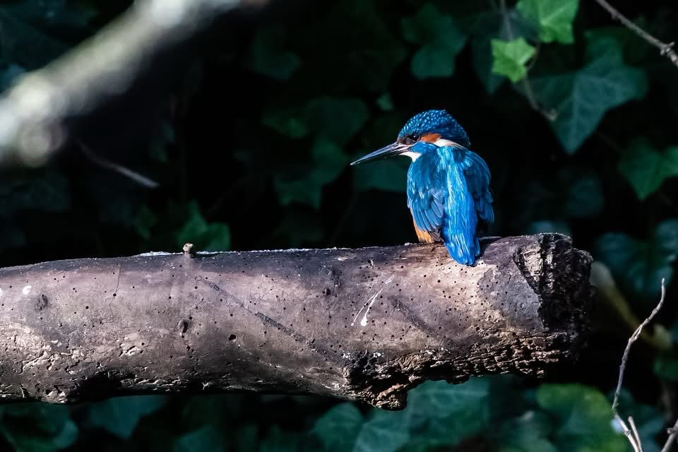 A Kingfisher, UK version, perched on a branch with dense greenery behind.  The kingfisher has his back to us, bright blue with an even more intensely coloured streak down the centre.  His head is turned to the left so his head is in profile.  He has bright orange cheeks, a blue head and some white face markings and you can just see the orange on his front.  He is very beautiful.