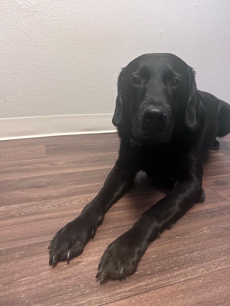 A black lab laying on the floor looks at camera sadly 