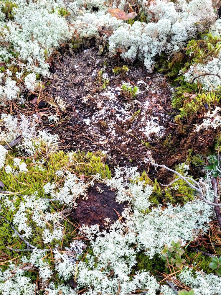 The mycelium of this Hydnellum forms a continuous tissue that makes it possible to identify the size of the individual, and if you step on it during the dry season, it can even change the sound of your footsteps