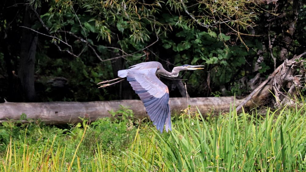 A photograph of a great blue heron flying into a shallow pond. 