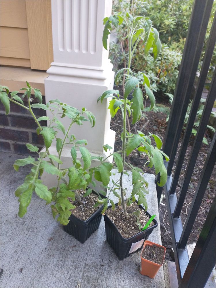 Two tomato plants, the one on the right being almost perfectly straight and the one on the left leans to the side.
