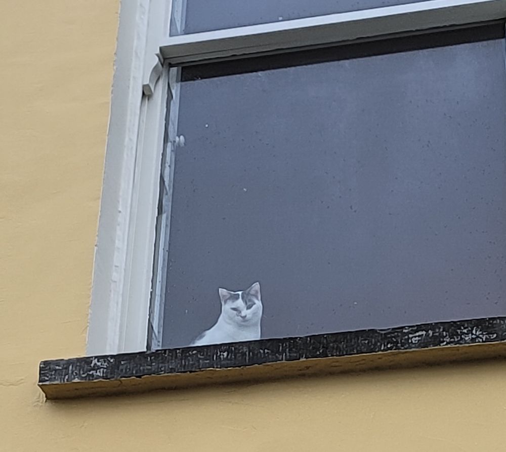 Black/ grey and white cat in the window