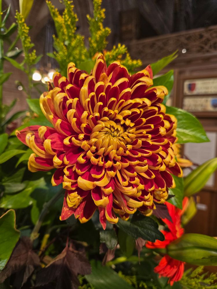 Chrysanthemum 