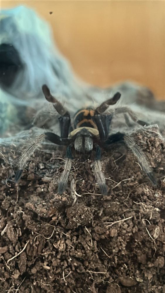 Pieter the greenbottle blue tarantula looking at you. His front two legs are raised up onto the plastic wall between you
