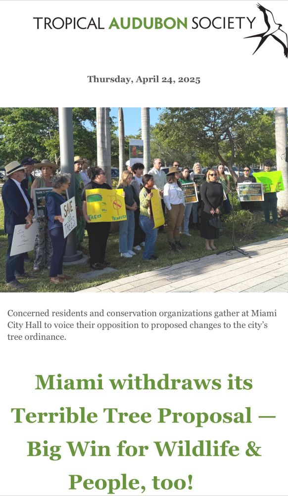 A screenshot of an e-mail from the Tropical Audubon Society. It reads “Thursday, April 24, 2025”, shows a picture of concerned residents and conservation organizations gathering at Miami City Hall to voice their opposition to proposed changes to the city’s tree ordinance, then says “Miami withdraws its Terrible Tree Proposal - Big Win for Wildlife and People, too!”