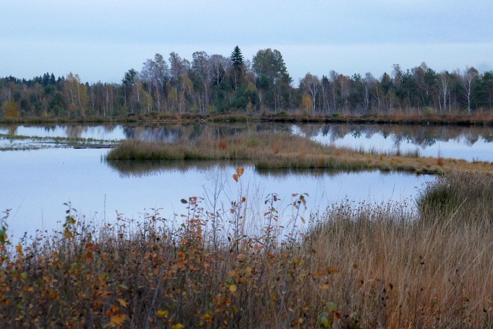 raised bog carbon storage