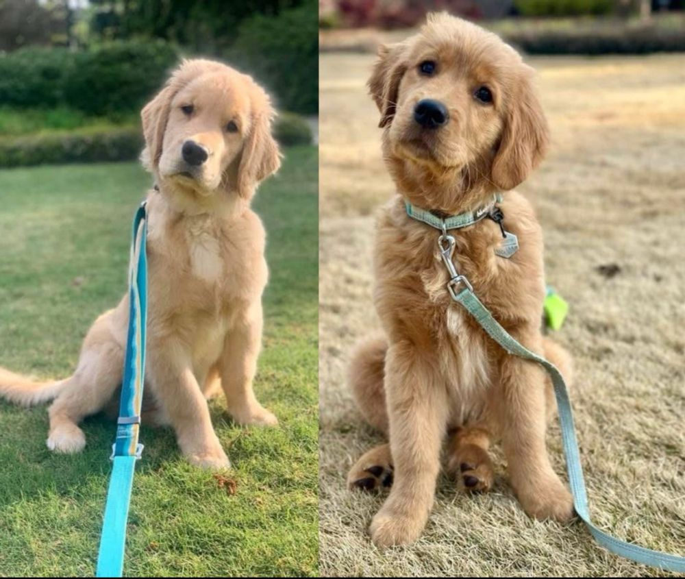 Golden Retriever puppies (Logan and Arrow) in a side by side comparison photo tilting their heads. 