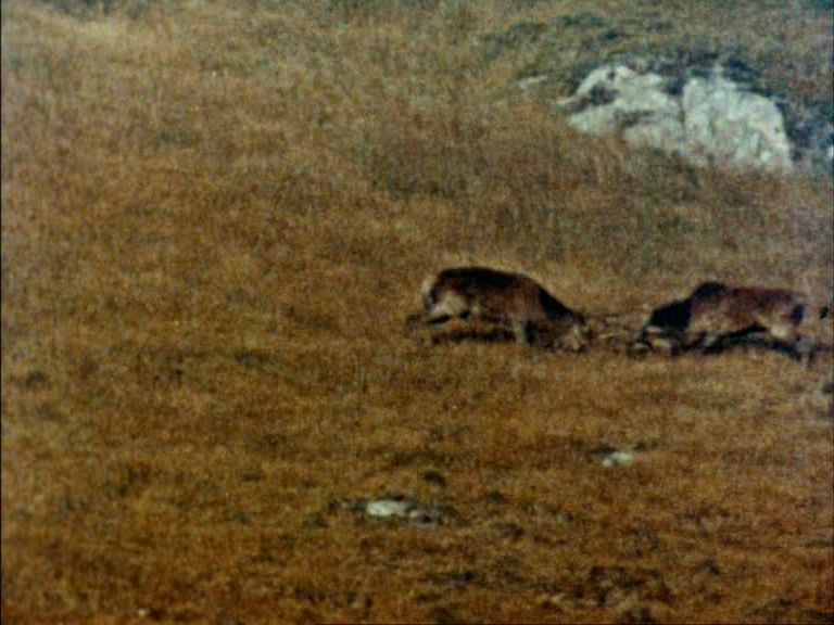 An image captured from WILD HIGHLANDS (1961)