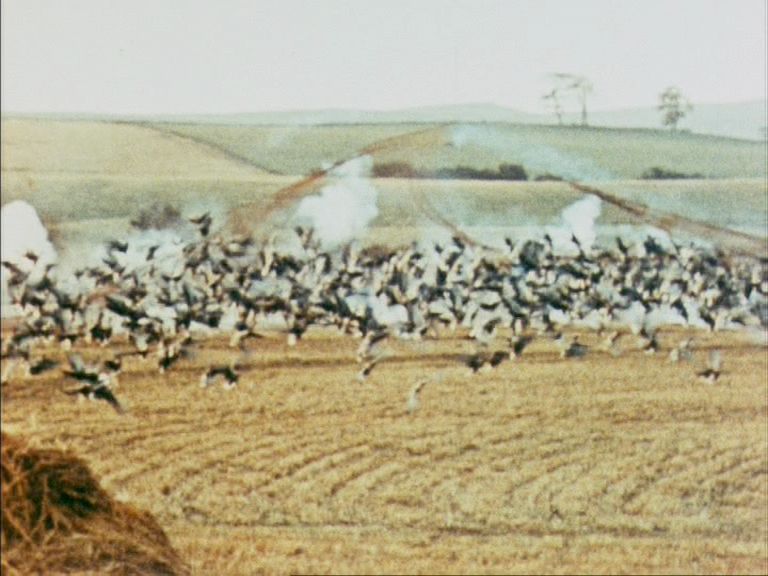 An image captured from WILD WINGS (1964)