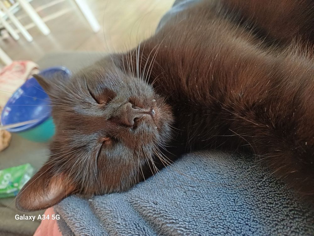 Lindi schwarzes Katzenkind liegt auf meinen Beinen auf der Seite. Man sieht nur ihren Kopf und einen Teil ihres Oberkörper.