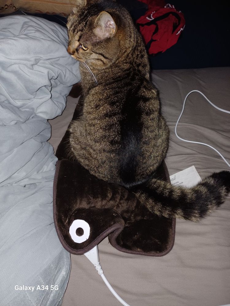 Albena graubraun getigertes Katzenmädchen sitzt auf dem braunen Heizkissen, dass ich auf das Bett geschmissen habe 