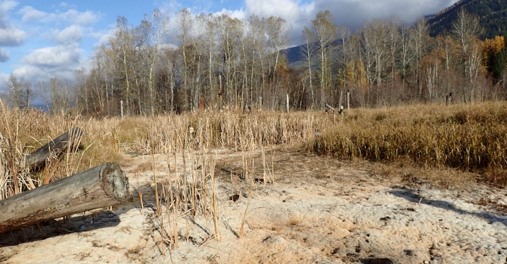 dry wetland at one of our wetland restoration project.
