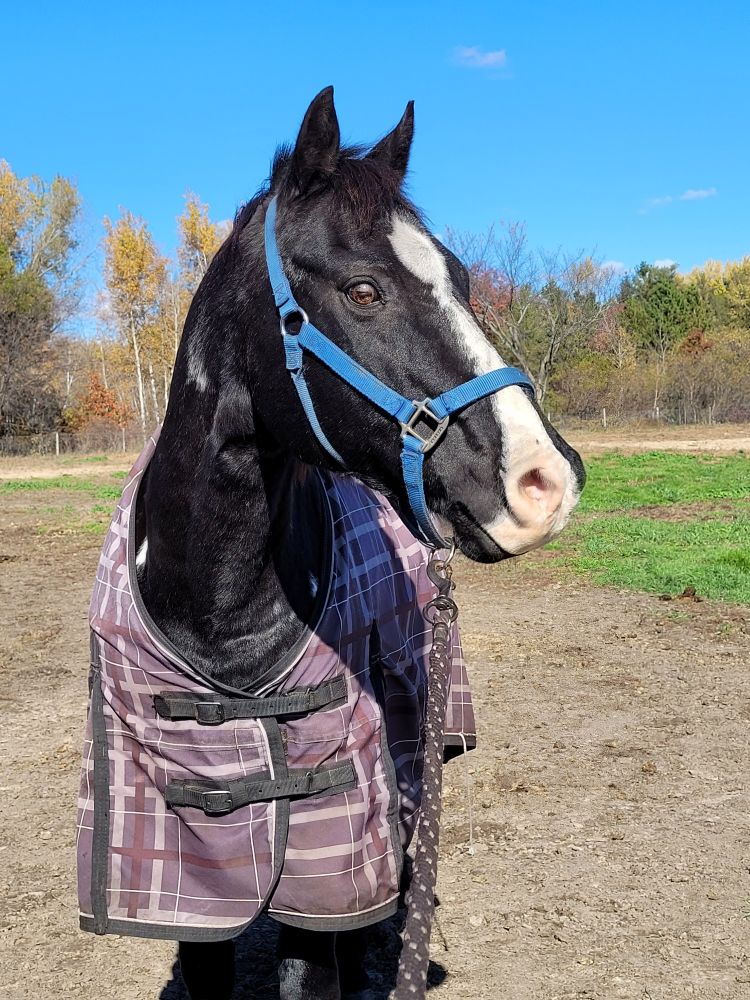 A photo of a black and white paint horse facing the camera. He's wearing a purple blanket and a blue halter. He has a white blaze on his face and brown eyes. Its a clear sunny fall day.
