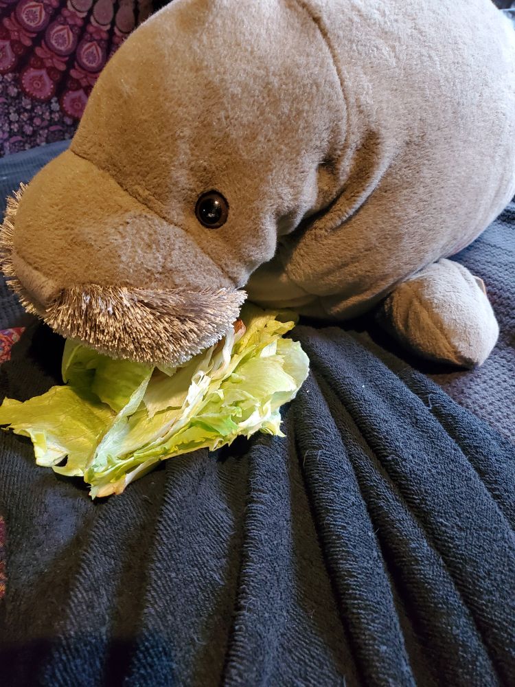 A plush manatee snacking on real lettuce. 