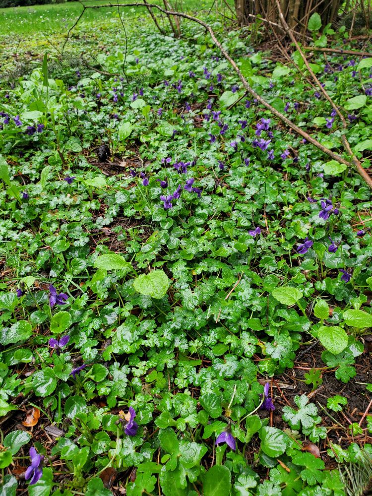 Green leafy groundcover with purple flowers. 