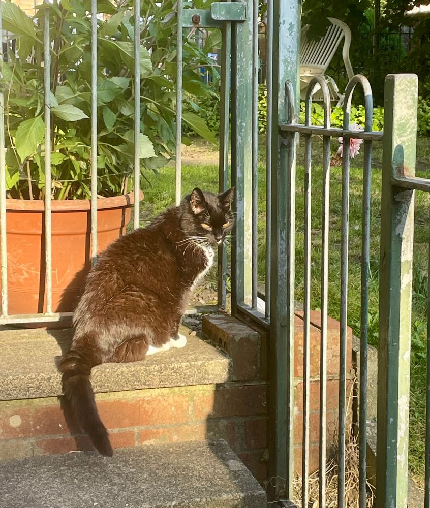 A mainly black with white markings cat basking in the sun next to some green railings and a plant pot.