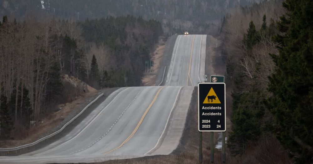 A Menace to Motorists, but the ‘Noble’ Moose Is Adopted by Newfoundland