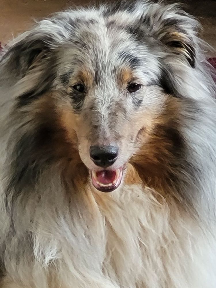 Kopf eines großen amerikanischen Shetland Sheepdog Rüden mit weiß-grauer-brauner Mähne