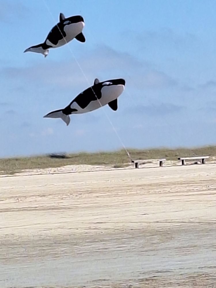 Zwei große Luftballons in Form von Killerwalen schweben in der Luft (ein Lenkdrachen hält die Schnur). Unter ihnen ein fester Strand mit 2 Holzbänken und im Hintergrund Dünengras.
