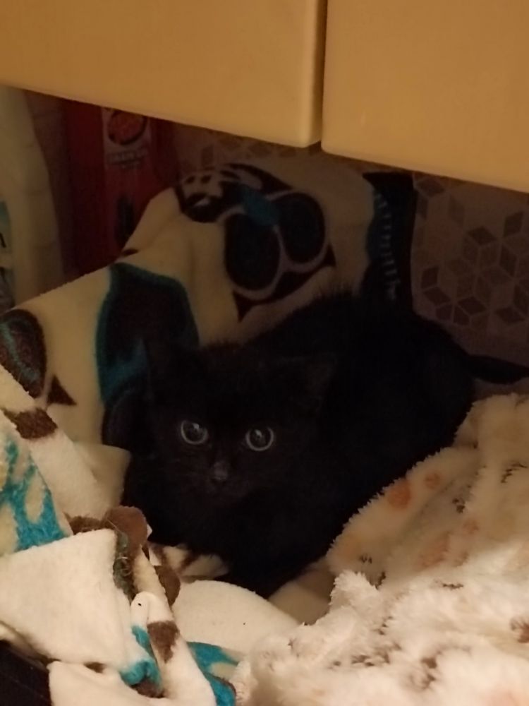 Black kitten cosied up in fleece blankets