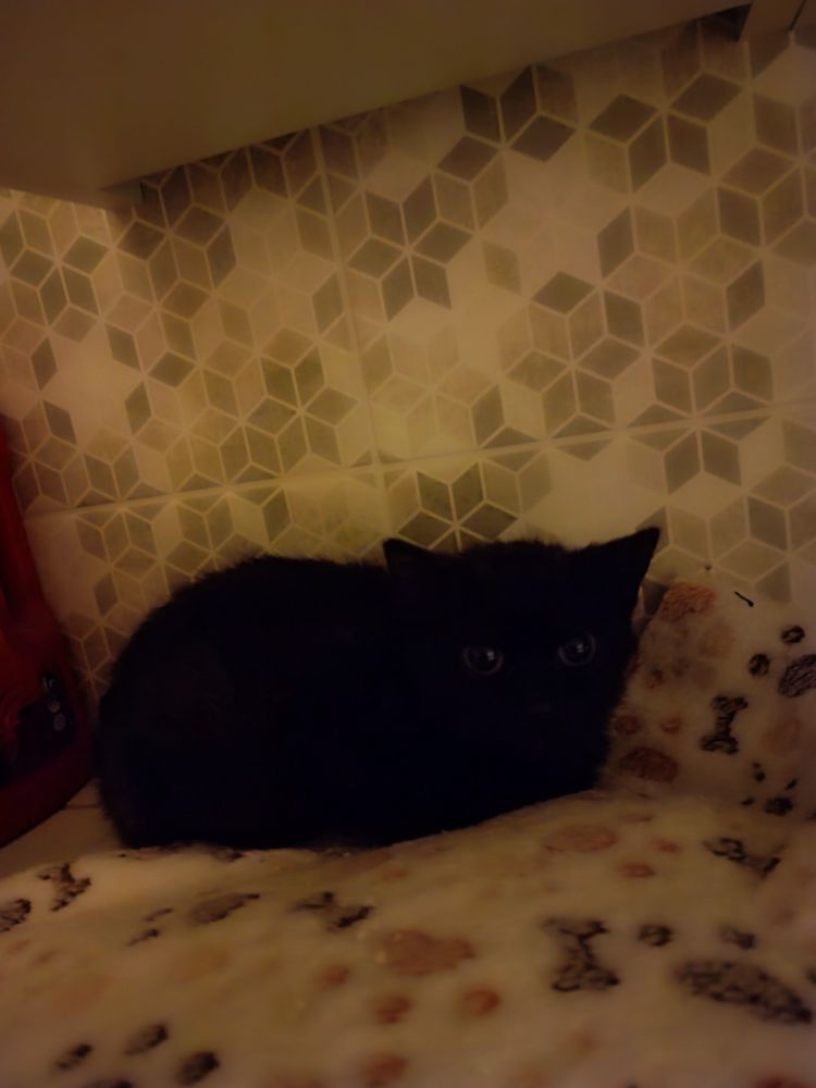Picture of a black kitten huddled on paw print blanket
