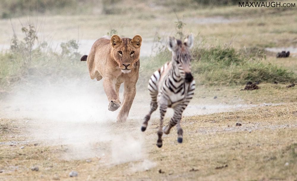 A “Biosafety” Organization Partnering With Dr. Jay Bhattacharya To Guard Against Viruses Is Like A Zebra Teaming Up With A Lion To Promote Vegetarianism | Science-Based Medicine