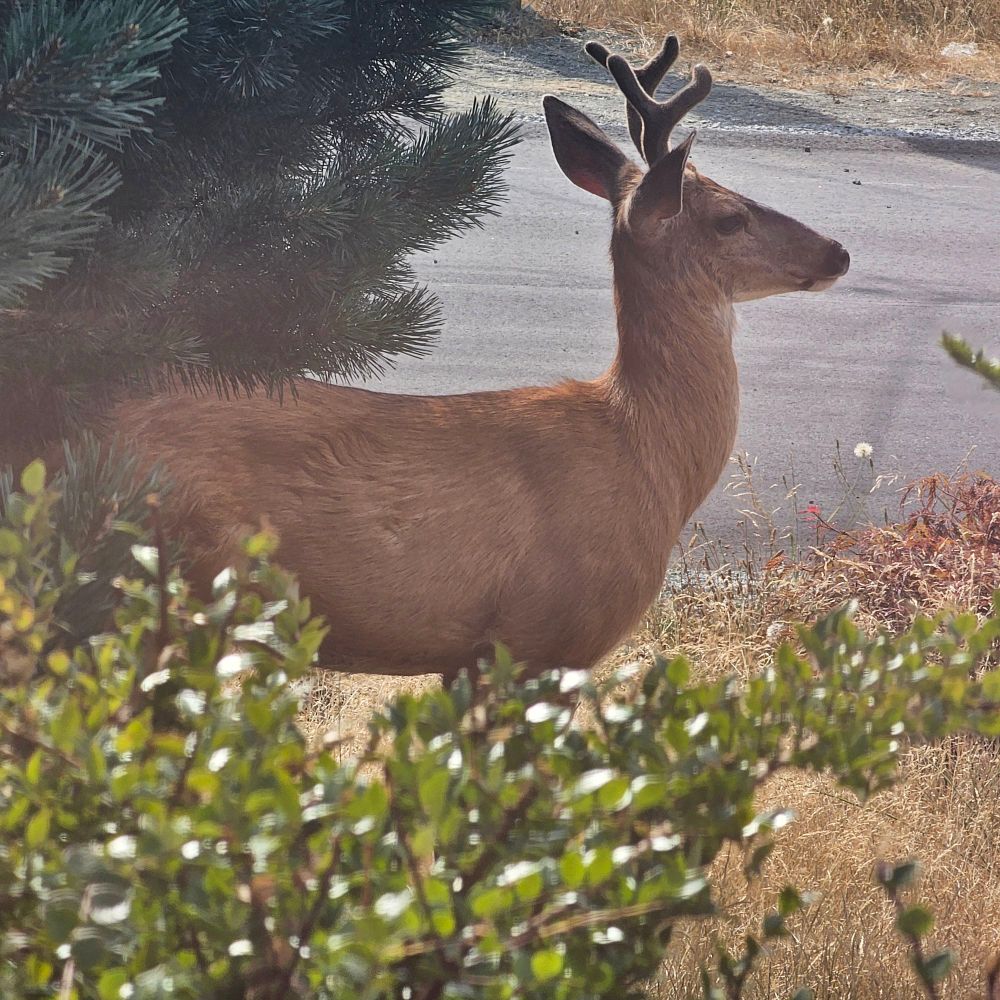 A close-up image of a black-tailed deer. Its antlers are velvety and brown. Its behind, tail, and legs are hidden behind some foliage.