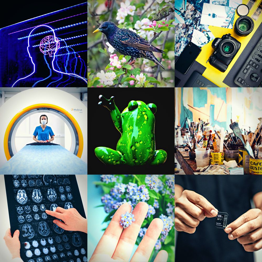An evocative moodboard on a 3x3 grid depicting the following:
- first column: two drawings of human brains and an MRI machine
- second column: a starling among blossoms, a dramatic frog statuette, a hand grasping forget-me-nots
- third column: photos and a camera, art and brushes, a person holding a memory card
