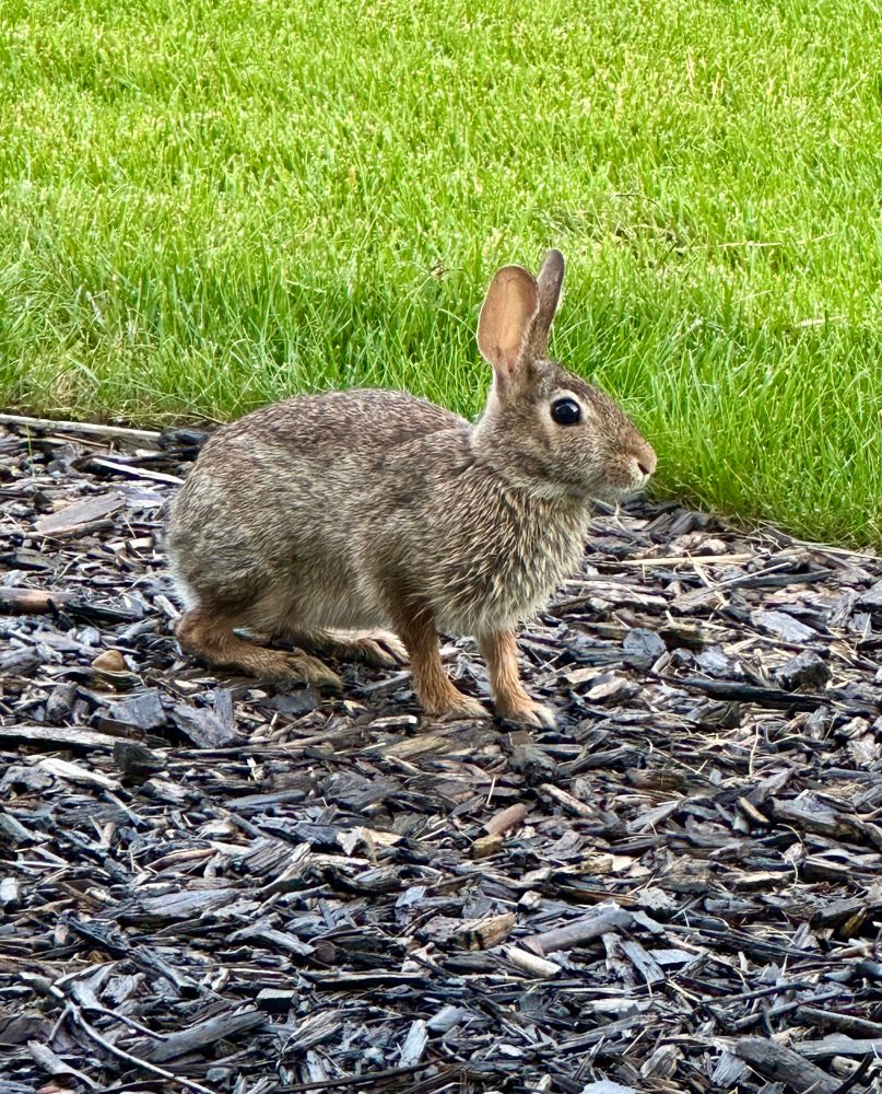 Closeup of a brown cottontail rabbit 