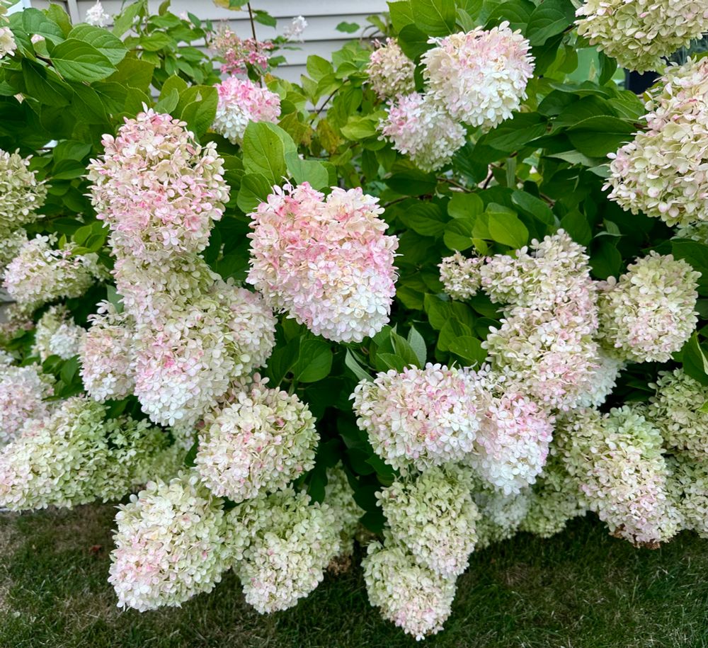 White hydrangea blossoms turning pink