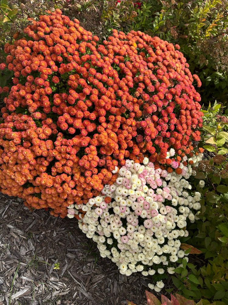 a patch of orange hardy mums and another of white ones that are turning pink. The overall shape resembles a heart. 