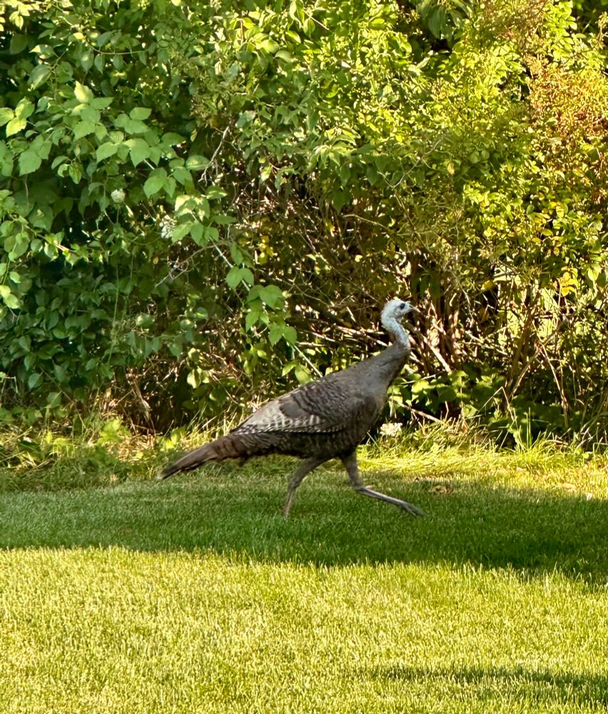 Mama turkey, strutting through the yard