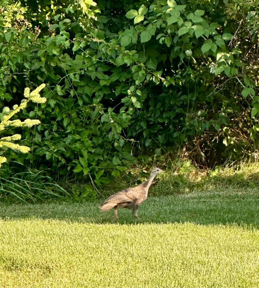 Turkey baby running through the yard to catch up with its mother