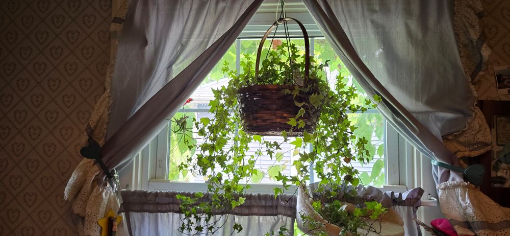 A cascading ivy plant hanging in a basket from a curtain rod in a window. The light blue curtains are open to show sunlight coming in, highlighting the green of the plant.