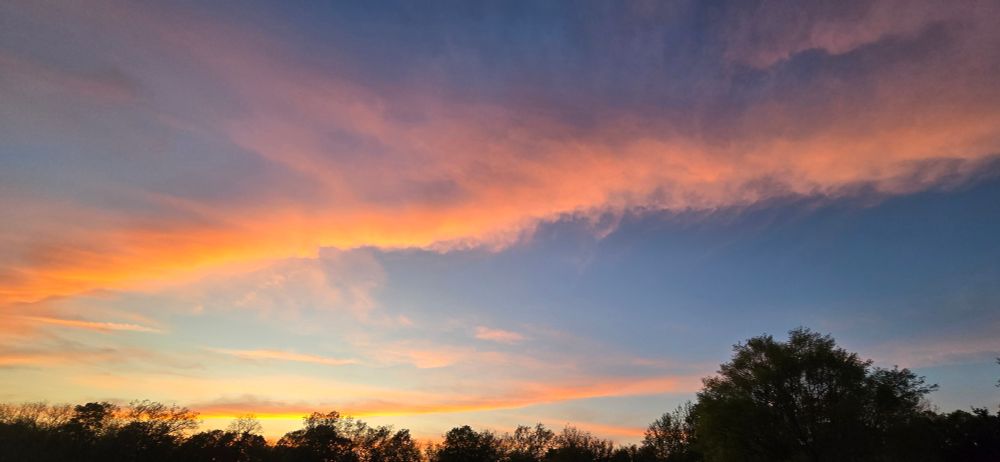 View of the sky with tops of trees at the bottom of the picture. Higher up is a band of fluffy clouds. Gold and peach colors glow on the bottom of the clouds.  Blue sky is still visible: light blue at left and royal blue blending in toward the right.