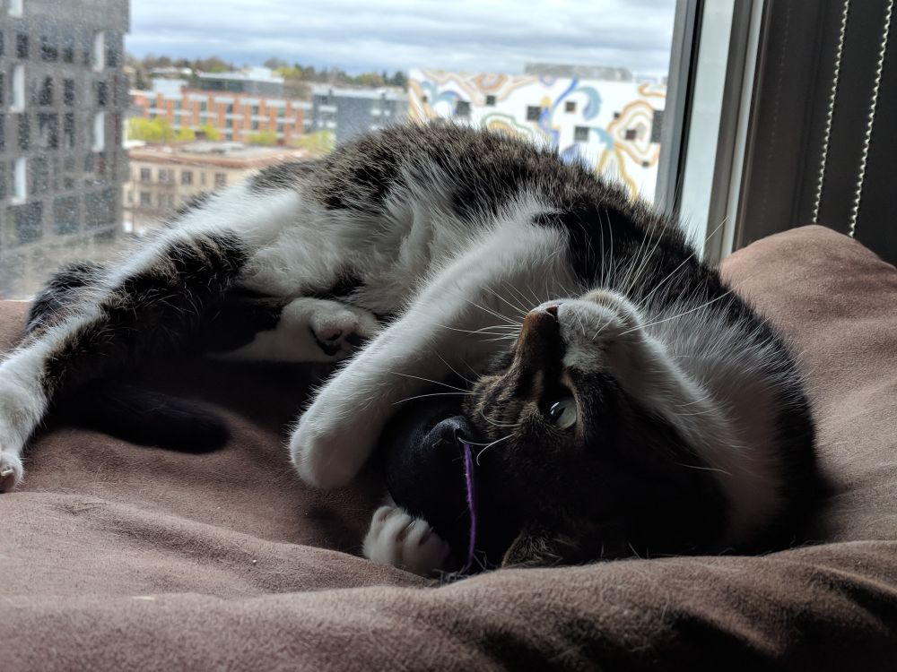 A cat on a Portland apartment perch, cuddling with a black catnip toy.
