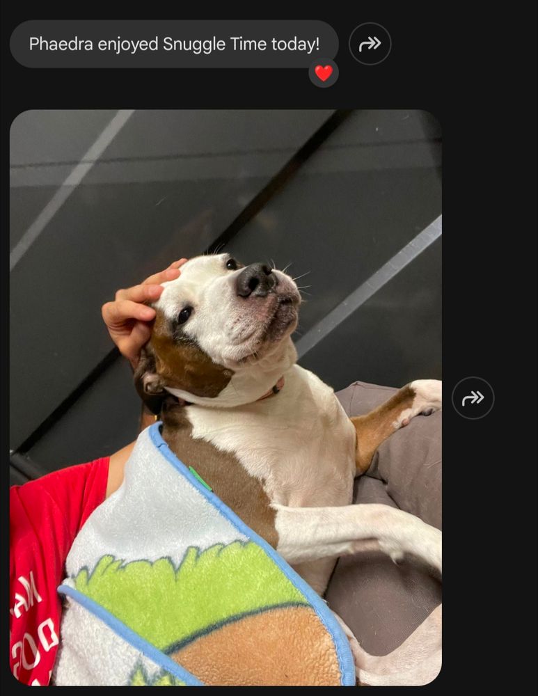 A brown and white pitbull mix under a colorful blanket. Her eyes are closed and she appears contented as a human hand pets her head. The text reads, "Phaedra enjoyed Snuggle Time today!"